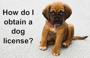 dog license